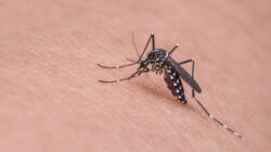 conheca-os-4-diferentes-tipos-de-dengue-que-circulam-no-brasil