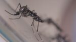 sao-paulo-tem-8-vezes-mais-casos-de-chikungunya-neste-ano;-cidade-do-interior-esta-em-alerta