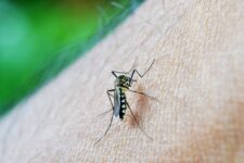 rede-de-saude-do-df-entra-em-colapso-por-dengue,-diz-governador