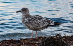 gripe-aviaria-e-registrada-na-antartida-continental-pela-primeira-vez,-dizem-cientistas