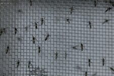 empresa-britanica-aposta-em-mosquitos-transgenicos-para-combater-dengue-no-brasil