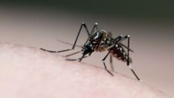 sao-paulo-promove-nesta-sexta-feira-dia-d-contra-a-dengue