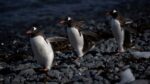 cientistas-alertam-sobre-risco-de-propagacao-de-gripe-aviaria-apos-casos-em-pinguins