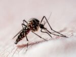 mudancas-climaticas-e-desmatamento-contribuem-para-aumento-de-dengue,-diz-estudo