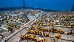 com-7-mil-corais-cultivados,-biofabrica-deve-expandir-atividades-para-maragogi