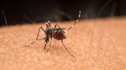 mais-de-400-escolas-publicas-de-roraima-participam-de-mobilizacao-nacional-contra-a-dengue