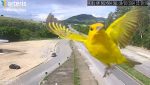 video:-canarinhos-aparecem-‘se-exibindo’-em-camera-de-seguranca-da-rodovia-fernao-dias