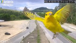 video:-canarinhos-aparecem-‘se-exibindo’-em-camera-de-seguranca-da-rodovia-fernao-dias
