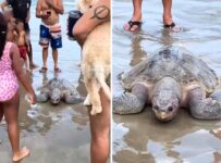 tartaruga-de-40-quilos-e-ameacada-de-extincao-e-encontrada-em-praia-grande;-video
