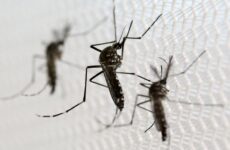 estado-de-sp-registra-38-mortes-por-dengue-e-mais-de-152-mil-casos-confirmados-da-doenca-neste-ano