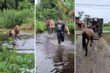 cavalo-abandonado-e-‘atolado’-em-rio-que-transbordou-com-enchente-e-resgatado-no-litoral-de-sp;-video