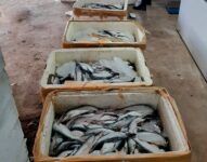 policia-apreende-cerca-de-mil-quilos-de-pescado-irregular-em-porto-de-santana,-no-ap 