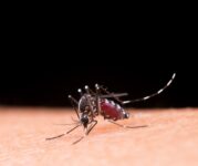 mt-registra-primeira-morte-por-chikungunya-neste-ano