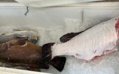peixaria-e-multada-por-comercializar-especie-ameacada-de-extincao