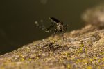 iguape,-sp,-registra-a-primeira-morte-por-dengue