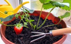 aprenda-o-segredo-de-como-plantar-morango-em-casa