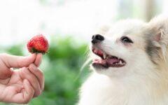 cachorro-pode-comer-morango?-saiba-o-que-diz-o-especialista