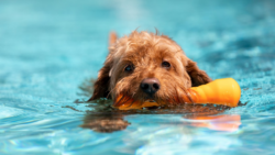 calor-pra-cachorro:-confira-atividades-aquaticas-para-os-pets-se-refrescarem-neste-verao