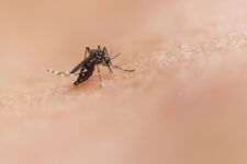 dengue:-df-registra-109-mortes-e-mais-de-140-mil-casos-provaveis