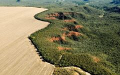 cerrado-tem-alta-de-19%-nos-alertas-de-desmatamento-em-fevereiro