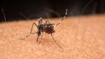 tres-novas-mortes-por-dengue-sao-confirmadas-no-sul-do-rio-e-costa-verde