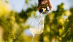 dia-da-riesling:-nobre-uva-alema-produz-vinhos-aromaticos