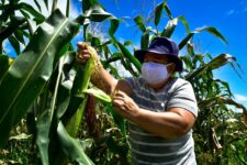 28-agricultores-familiares-de-belterra-se-inscrevem-para-fornecimento-de-alimentos-ao-paa-federal
