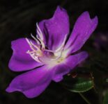 pesquisadores-descobrem-nova-especie-do-genero-pleroma,-a-planta-‘da-quaresma’