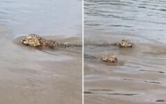 onca-e-filmada-nadando-com-filhotes-no-rio-araguaia;-video