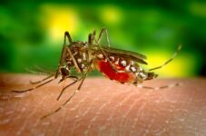 ubatuba-confirma-primeira-morte-por-dengue-neste-ano;-vitima-e-um-homem-de-58-anos