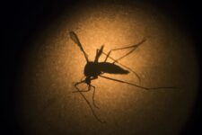 com-novos-registros-em-jacarei-e-sao-jose,-vale-e-regiao-bragantina-chegam-a-20-mortes-por-dengue-em-2024,-aponta-estado