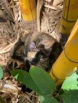 mais-de-300-gatos-vivem-hoje-no-parque-municipal-de-bh;-animais-sao-protegidos-ha-20-anos-por-voluntarios