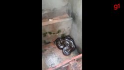 video:-sucuri-de-tres-metros-e-resgatada-dentro-de-banheiro-no-maranhao