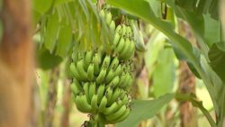 produtores-de-banana-estao-otimistas-com-colheita