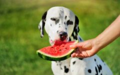 8-frutas-que-os-cachorros-podem-comer